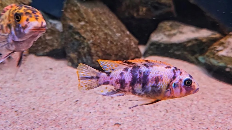 Maylandia fainzilberi 'Lundo Island'